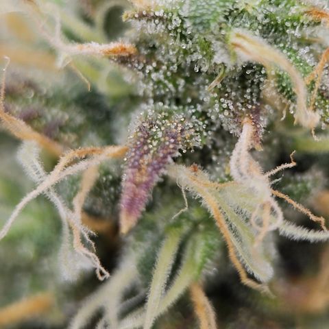 Triple G Automatic growlog timeline photo