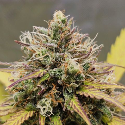 Royal Critical Automatic growlog timeline photo