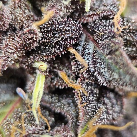Purplematic CBD Automatic growlog timeline photo
