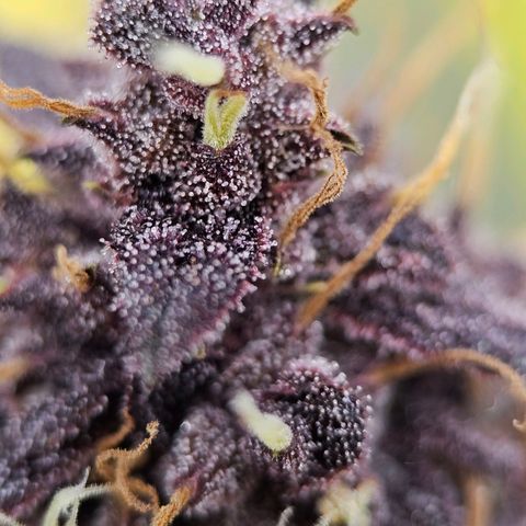 Purplematic CBD Automatic growlog timeline photo