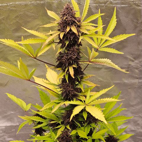 Purplematic CBD Automatic growlog timeline photo