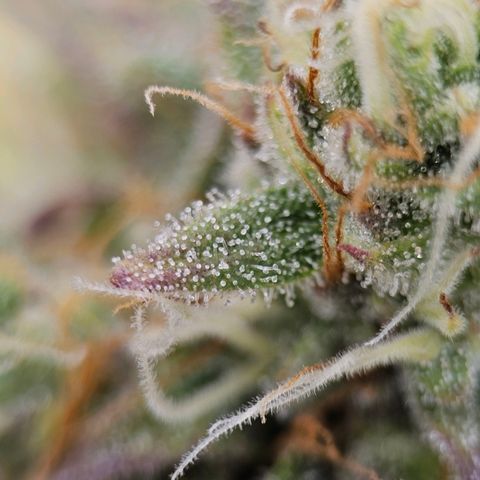 Royal Critical Automatic growlog timeline photo