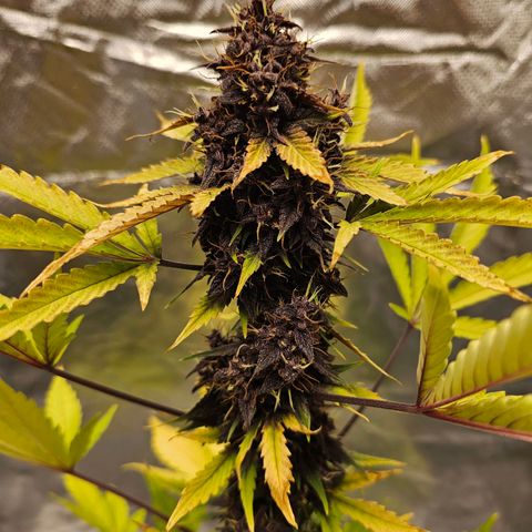 Purplematic CBD Automatic growlog timeline photo