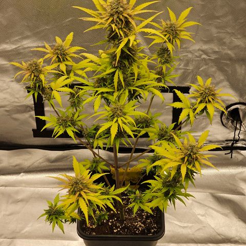 Royal Critical Automatic growlog timeline photo