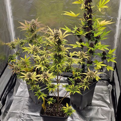 Royal Critical Automatic growlog photo: Mitte vorne