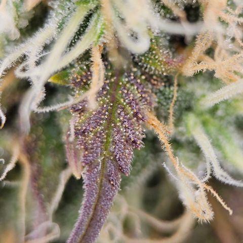 Triple G Automatic growlog timeline photo