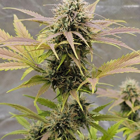 Triple G Automatic growlog timeline photo