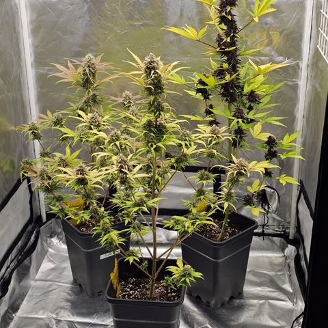 Royal Critical Automatic growlog photo: Mitte vorne