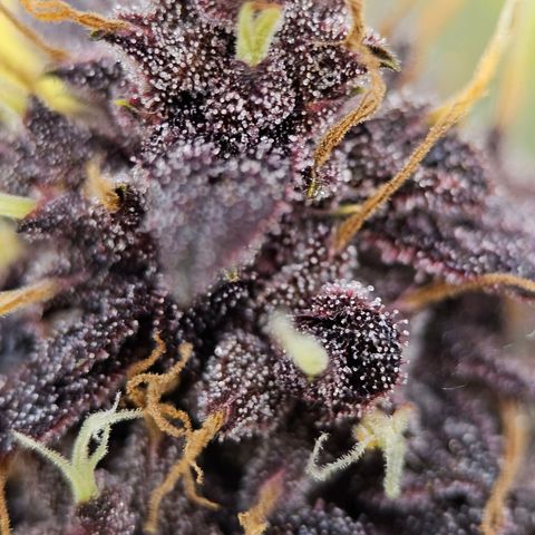 Purplematic CBD Automatic growlog timeline photo