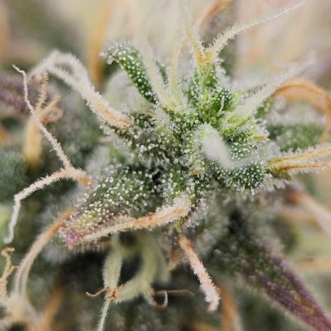 Triple G Automatic growlog timeline photo