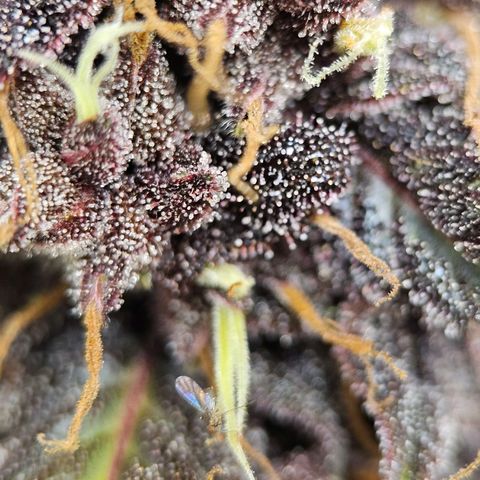 Purplematic CBD Automatic growlog timeline photo