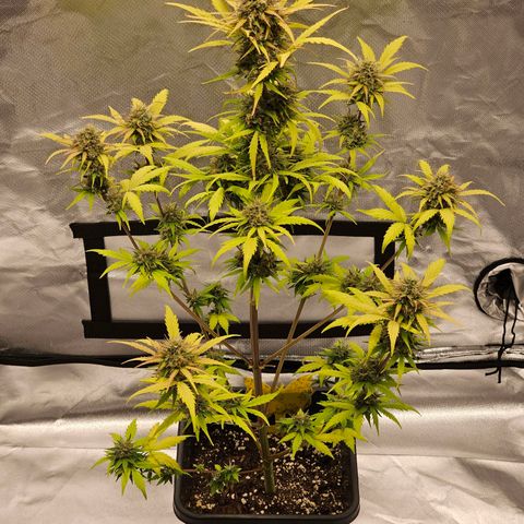 Royal Critical Automatic growlog timeline photo