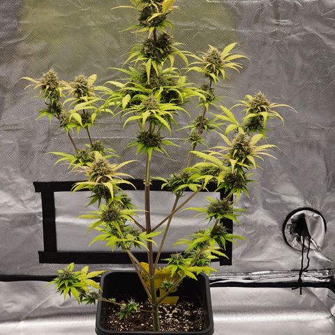 Royal Critical Automatic growlog timeline photo