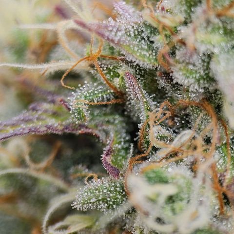 Royal Critical Automatic growlog timeline photo