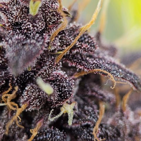 Purplematic CBD Automatic growlog timeline photo