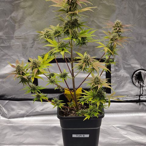 Triple G Automatic growlog timeline photo