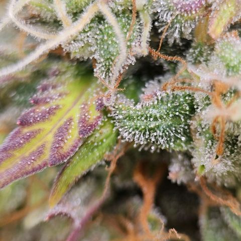 Royal Critical Automatic growlog timeline photo