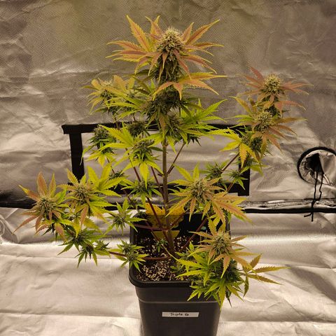 Triple G Automatic growlog timeline photo
