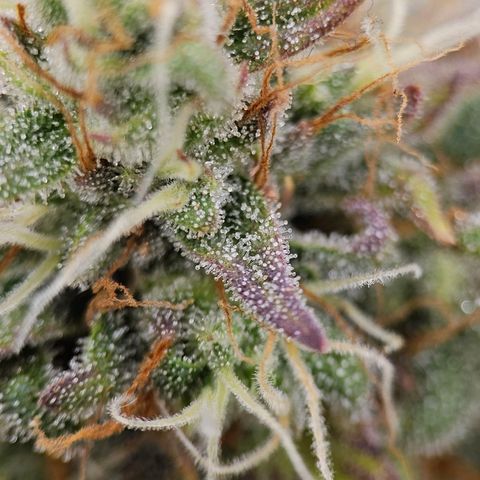 Royal Critical Automatic growlog timeline photo