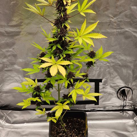 Purplematic CBD Automatic growlog timeline photo