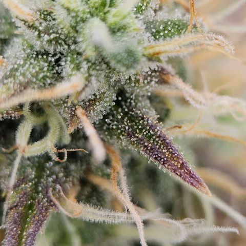 Triple G Automatic growlog timeline photo