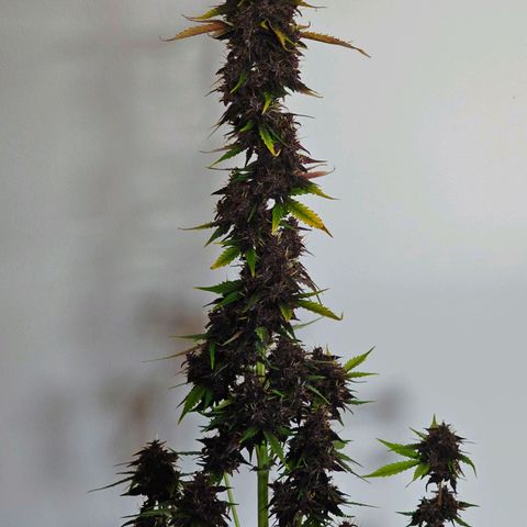 Purplematic CBD Automatic growlog timeline photo