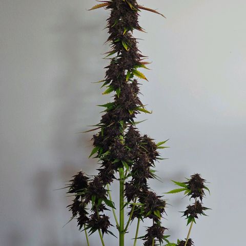 Purplematic CBD Automatic growlog timeline photo