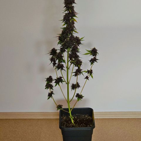 Purplematic CBD Automatic growlog timeline photo