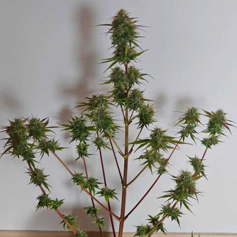 Triple G Automatic growlog timeline photo