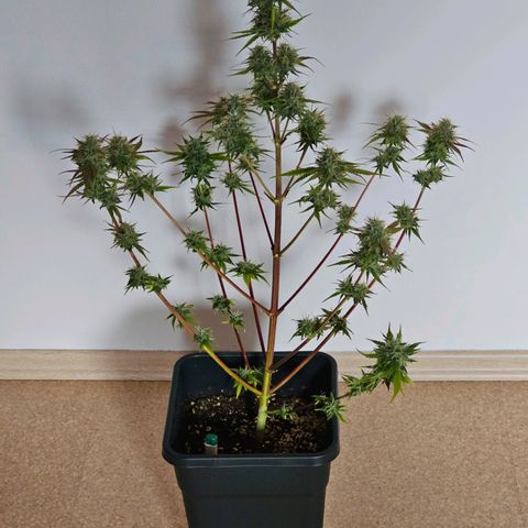 Triple G Automatic growlog timeline photo