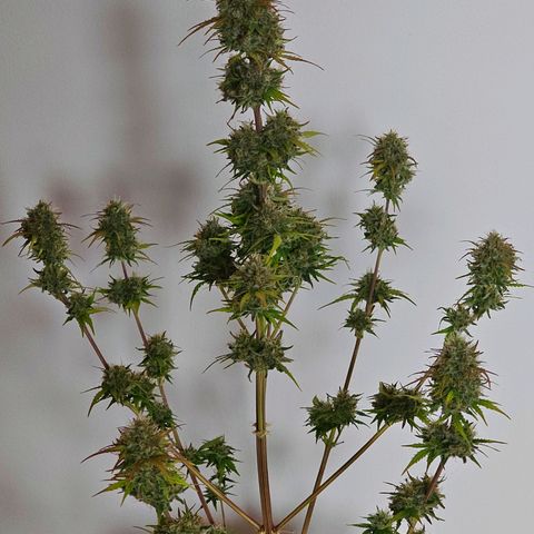 Royal Critical Automatic growlog timeline photo