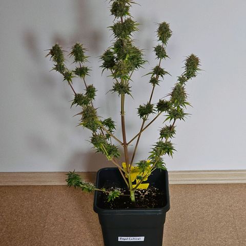 Royal Critical Automatic growlog timeline photo