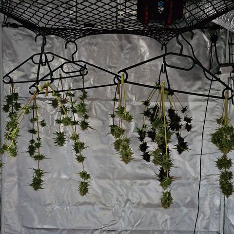 Purplematic CBD Automatic growlog photo: hinten rechts