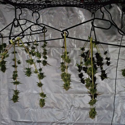 Triple G Automatic growlog photo: hinten links 
