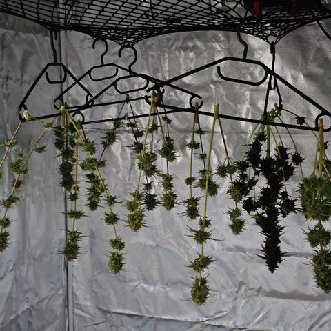 Triple G Automatic growlog photo: hinten links 