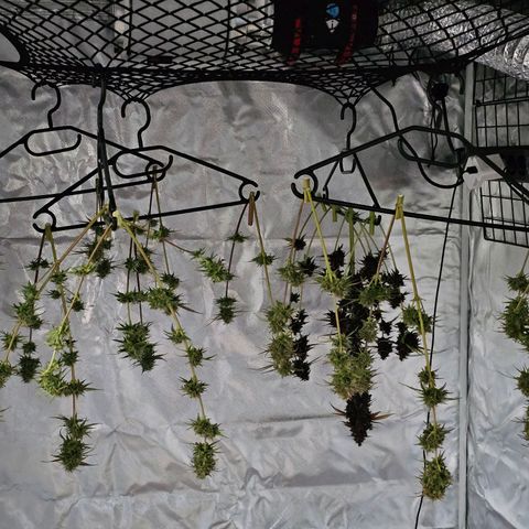Triple G Automatic growlog photo: hinten links 