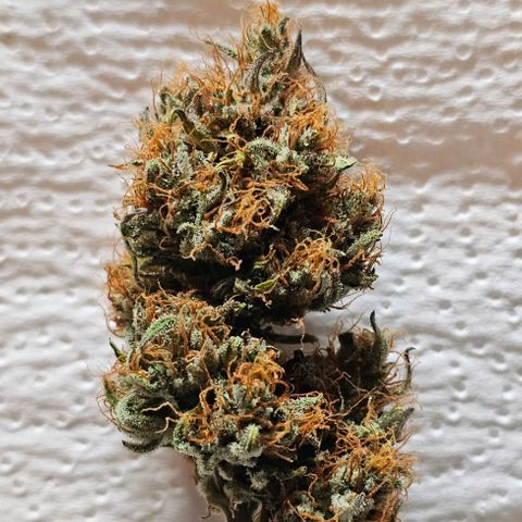 Royal Critical Automatic growlog timeline photo