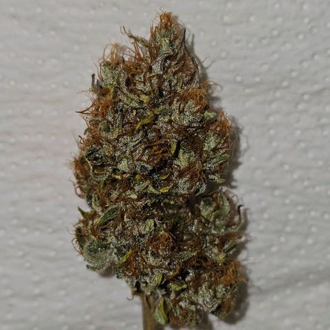 Royal Critical Automatic growlog timeline photo