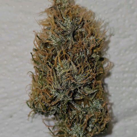 Triple G Automatic growlog timeline photo