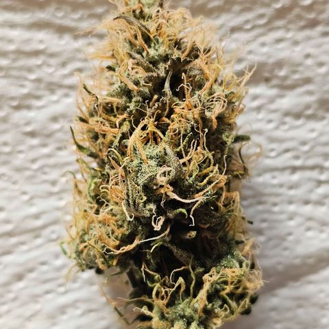 Triple G Automatic growlog timeline photo