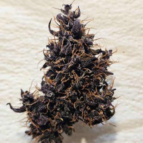 Purplematic CBD Automatic growlog timeline photo