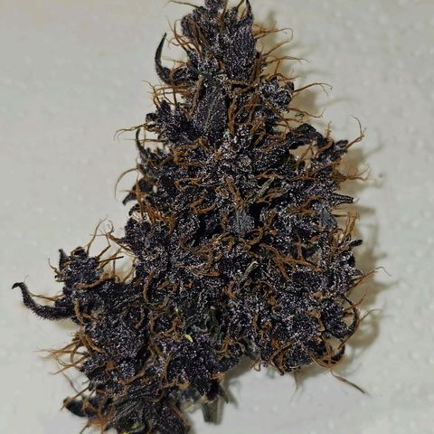 Purplematic CBD Automatic growlog timeline photo