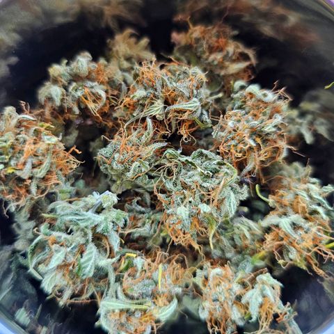 Royal Critical Automatic growlog timeline photo