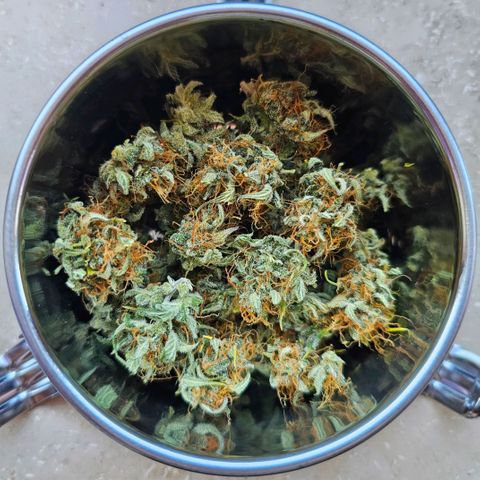 Royal Critical Automatic growlog timeline photo
