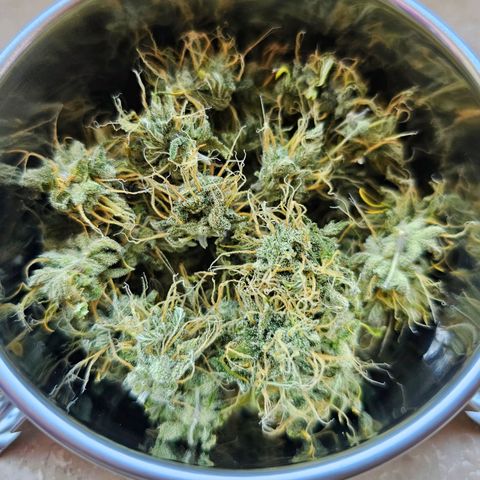 Triple G Automatic growlog timeline photo