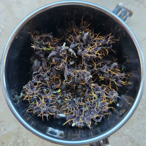Purplematic CBD Automatic growlog timeline photo