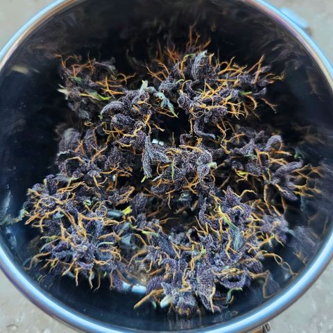 Purplematic CBD Automatic growlog timeline photo