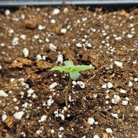 Royal Dwarf Automatic growlog timeline photo