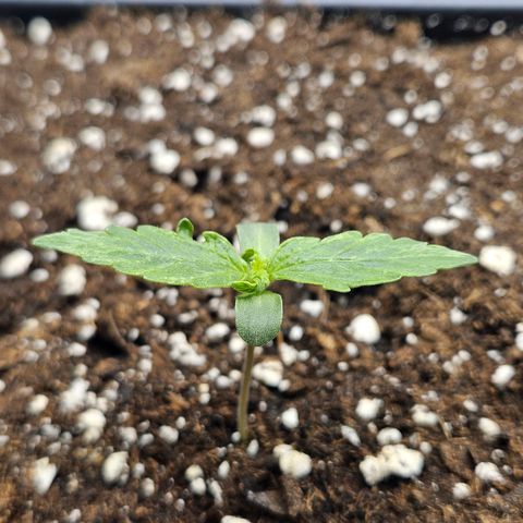 Royal Dwarf Automatic growlog timeline photo