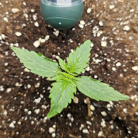 Royal Dwarf Automatic growlog timeline photo